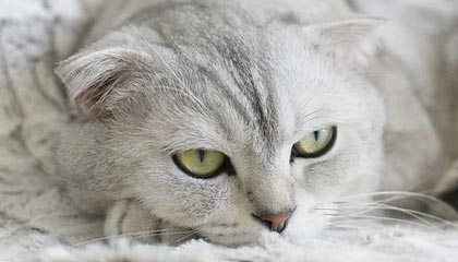 kaiyun开云入口平台-裁判判罚标准新规引发热议，裁判判罚标准新规引发热议规定